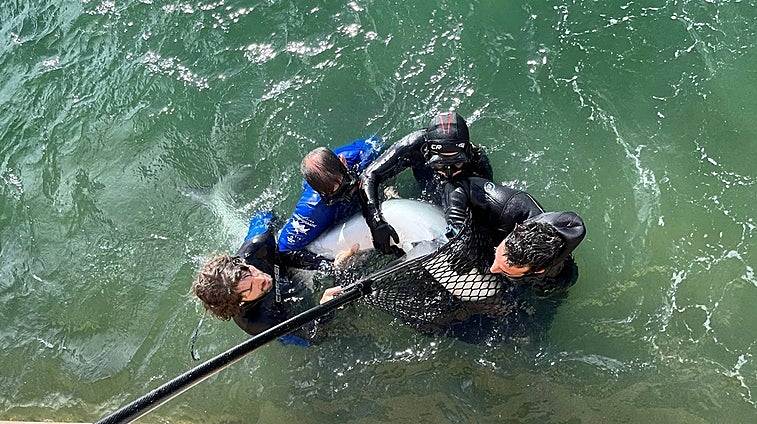 Trasladan a alta mar una tintorera de dos metros y medio desde el Real Club Náutico de Valencia