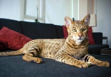 Ashera, el gato que vale más que tu coche