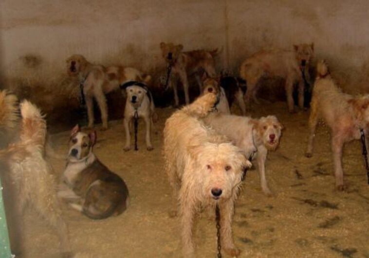 Nuevo toque de atención del CGPJ al Gobierno, ahora por la reforma penal del maltrato animal