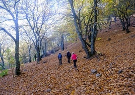 Explosión otoñal en el Bosque de Cobre de Málaga