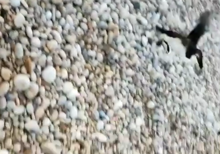 Un pescador halla un pingüino en una playa de Alicante