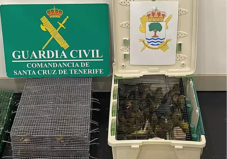 Detenido por viajar con 119 aves en la maleta