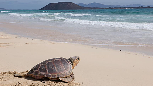 Una tortuga camina hacia las olas en el Parque Natural de las Dunas de Corralejo