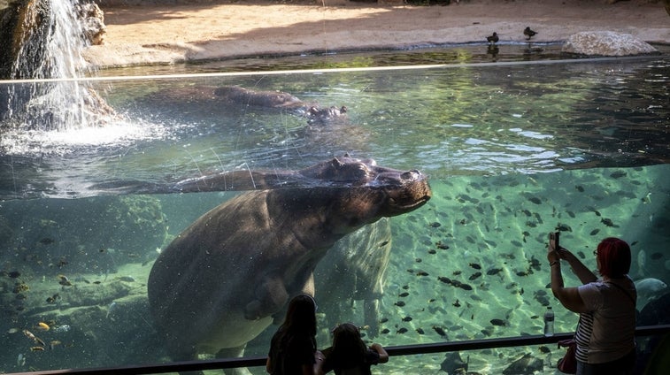 Bioparc Valencia celebra una Navidad «más a lo grande»