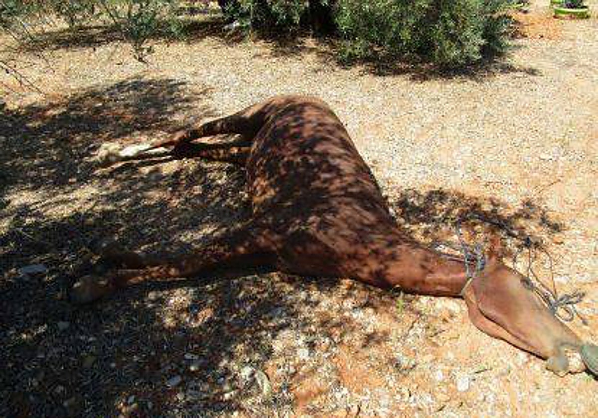 Uno de los caballos muertos por asfixia en una de las fincas de los procesados