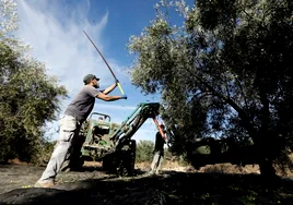 La contratación desciende un 18,5% en Córdoba en la antesala de la recogida del olivar