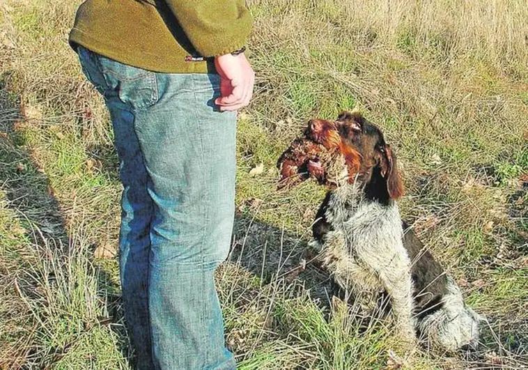 Podemos 'claudica' y los perros de caza no estarán en la Ley de Bienestar Animal