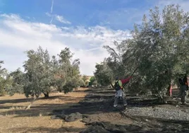 La lluvia no ayuda de momento: el precio del aceite de oliva se dispara a máximos históricos