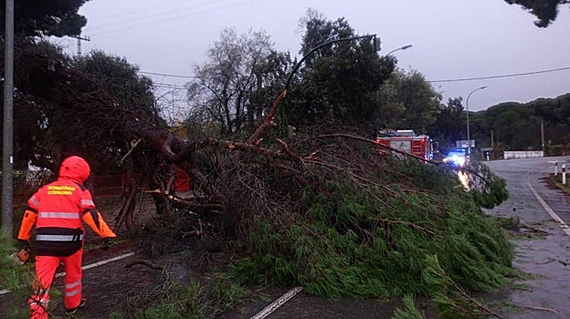 Caída de un árbol en la carretera a Cerro Muriano este viernes con actuación de Bomberos