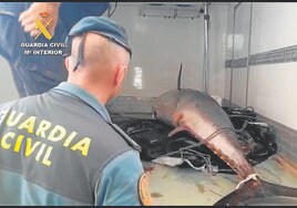 Cerco a la pesca ilegal del atún rojo en Huelva