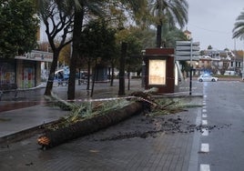 (Video) Reabierta la avenida de Granada de Córdoba al paso tras la caída de 5 palmeras y un corte policial de cinco horas