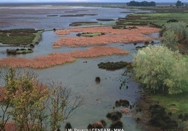 Doñana «empieza a recuperar su paisaje habitual» gracias a la borrasca Efraín