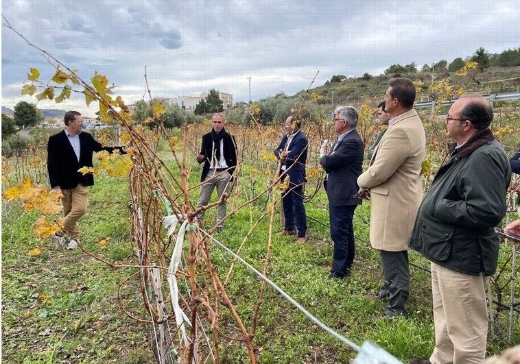 La viticultura vuelve a Guadalest un siglo después con un plan de recuperación  que creará 70 empleos