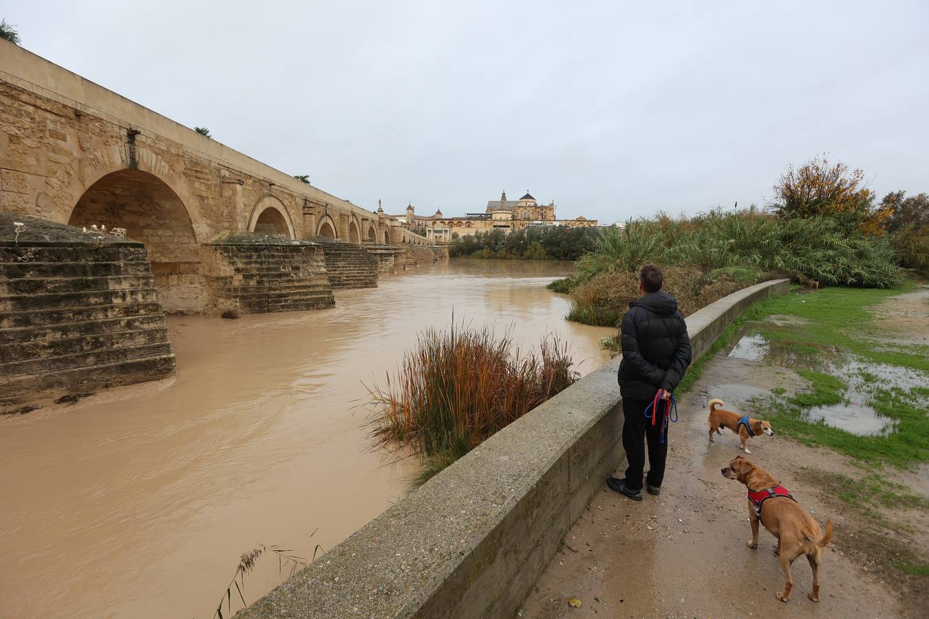 En imágenes, el Guadalquivir recupera el caudal a su paso por Córdoba