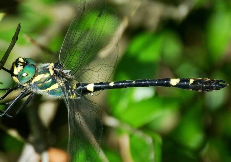 La 'Macromia splendens', la libélula en peligro de extinción descubierta en el río Cabriel, en Cuenca