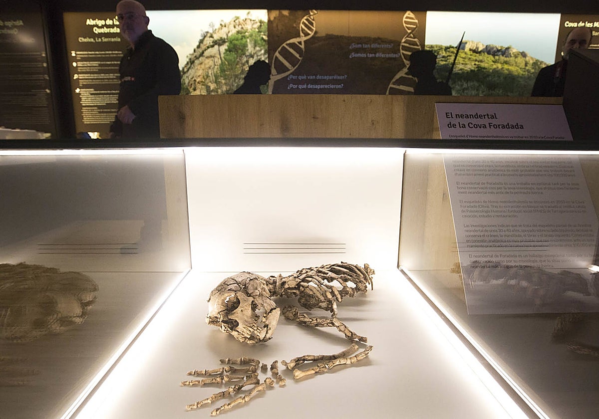 Imagen de los restos del esqueleto neandertal en el Museo de Prehistoria de Valencia