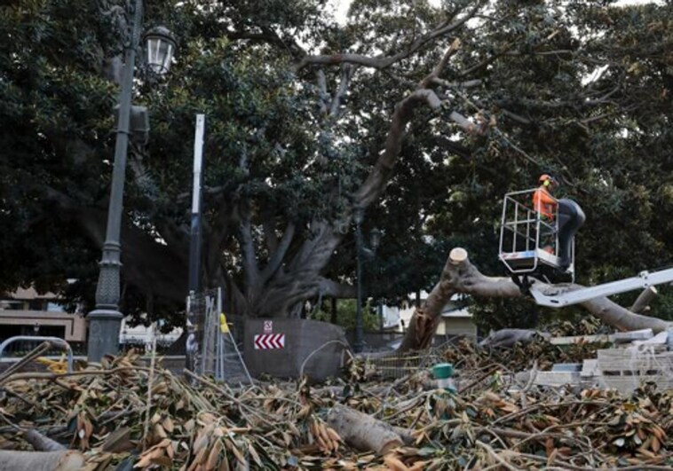 El vicealcalde de Valencia Sergi Campillo declarará como investigado por la caída de un árbol monumental con heridos