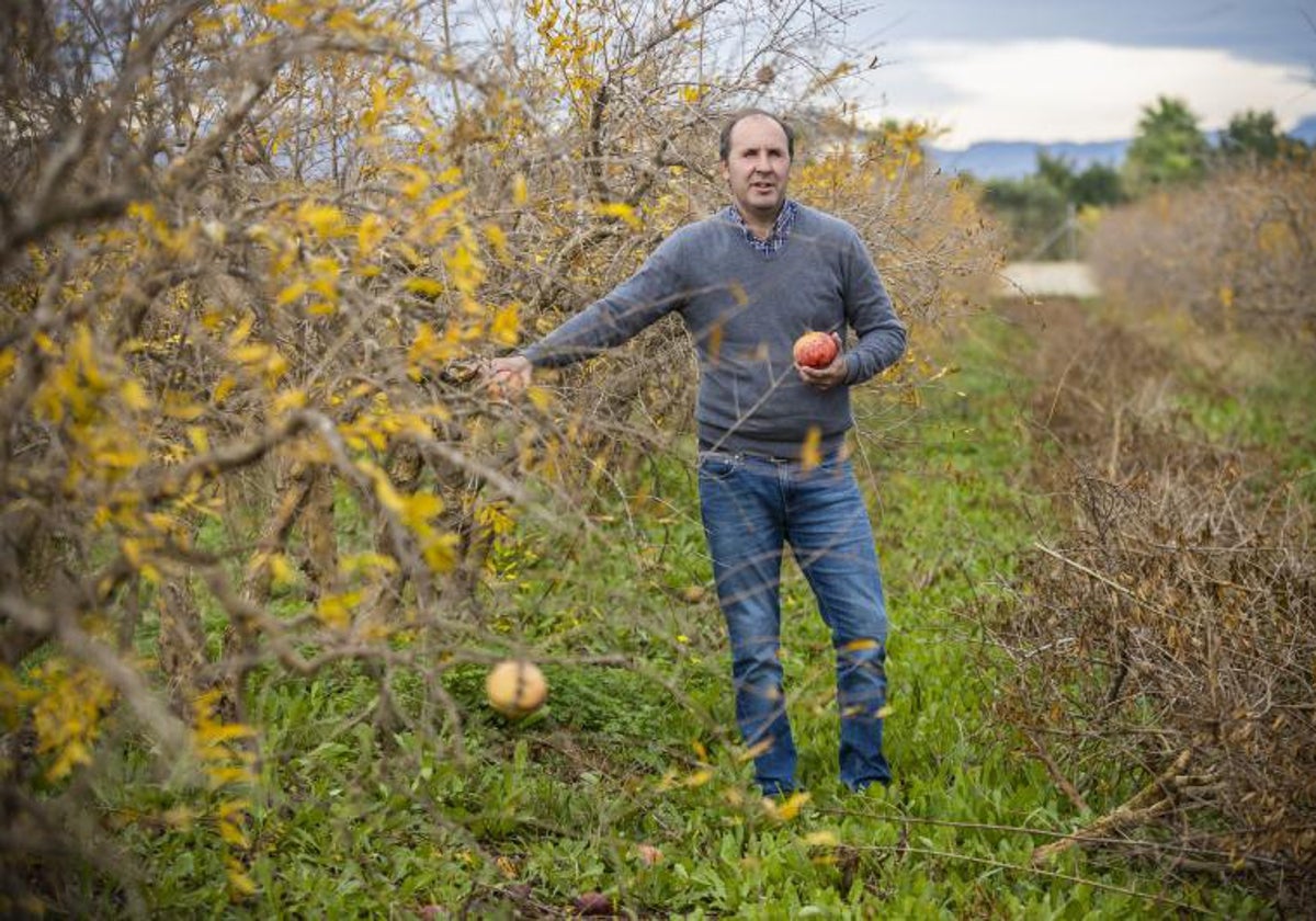 El agricultor Roque Bru, en su explotación de granados en Elche