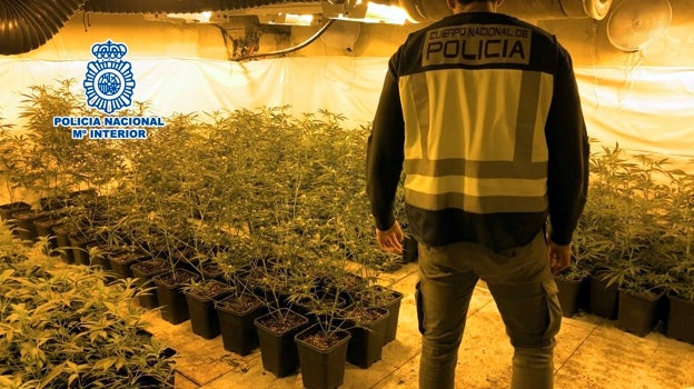 Plantas de marihuana descubiertas en la operación.