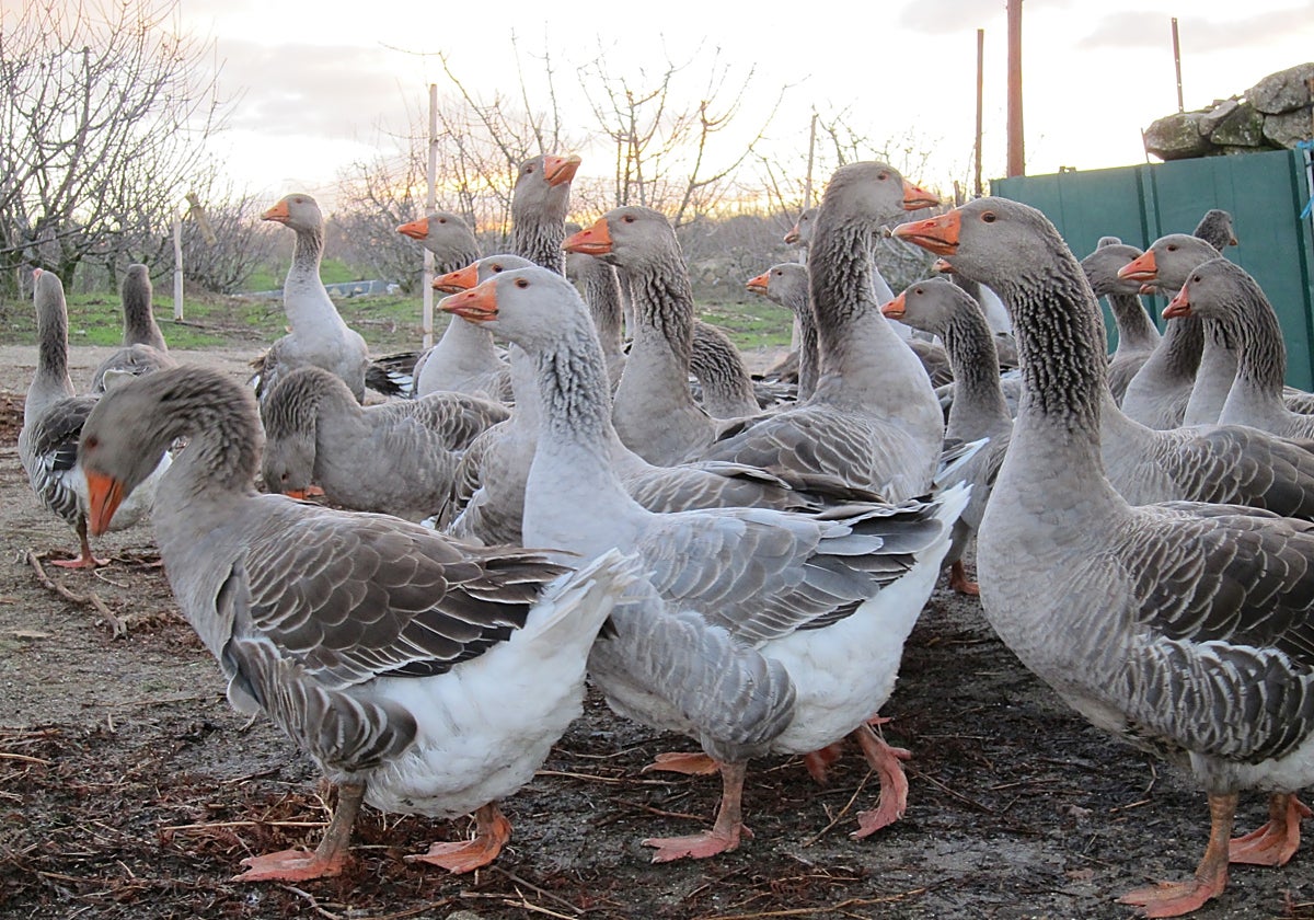 Explotación de cría de ocas en una imagen de archivo