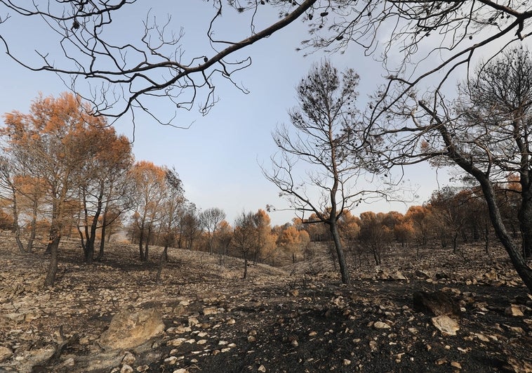 La Diputación de Alicante incrementa hasta los 1,5 millones de euros las ayudas para prevenir incendios forestales