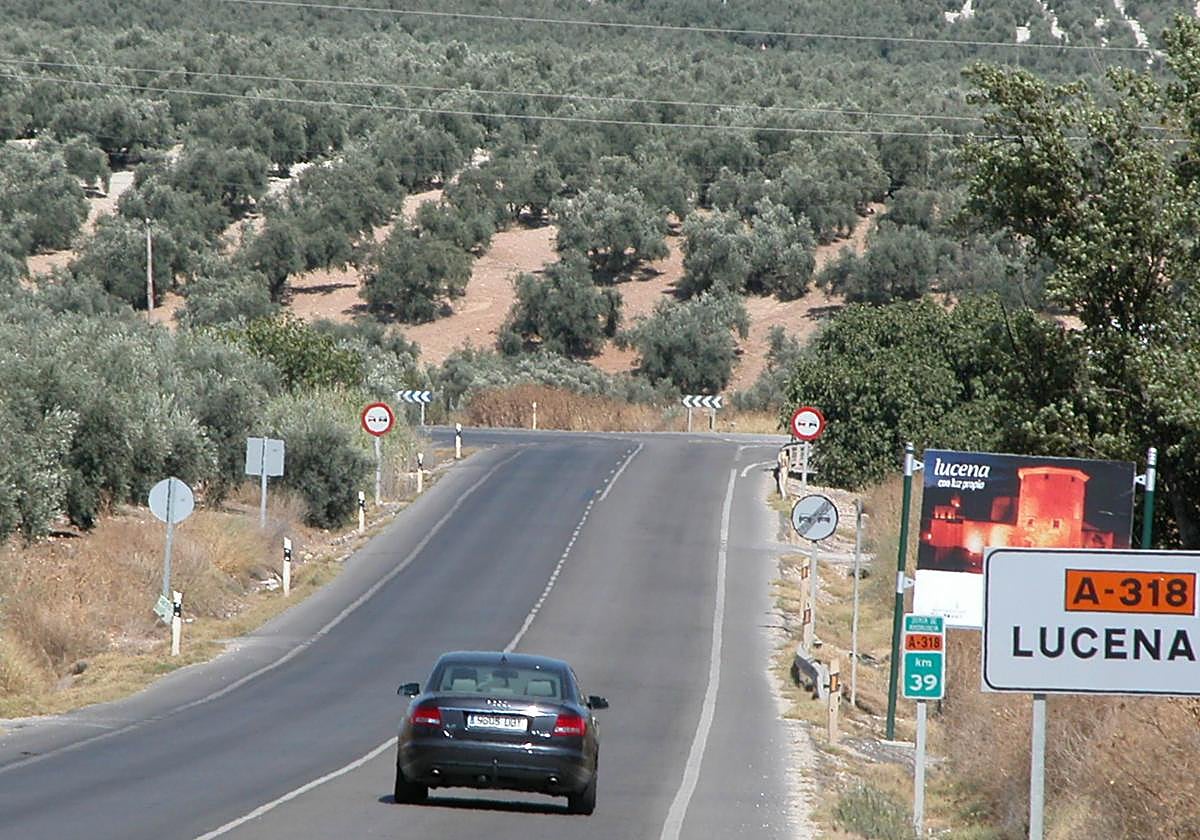 Zona de olivar de la DOP de Lucena