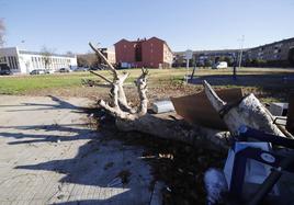 La Universidad de Córdoba licita un proyecto para sembrar 350 árboles y plantas en las Palmeras