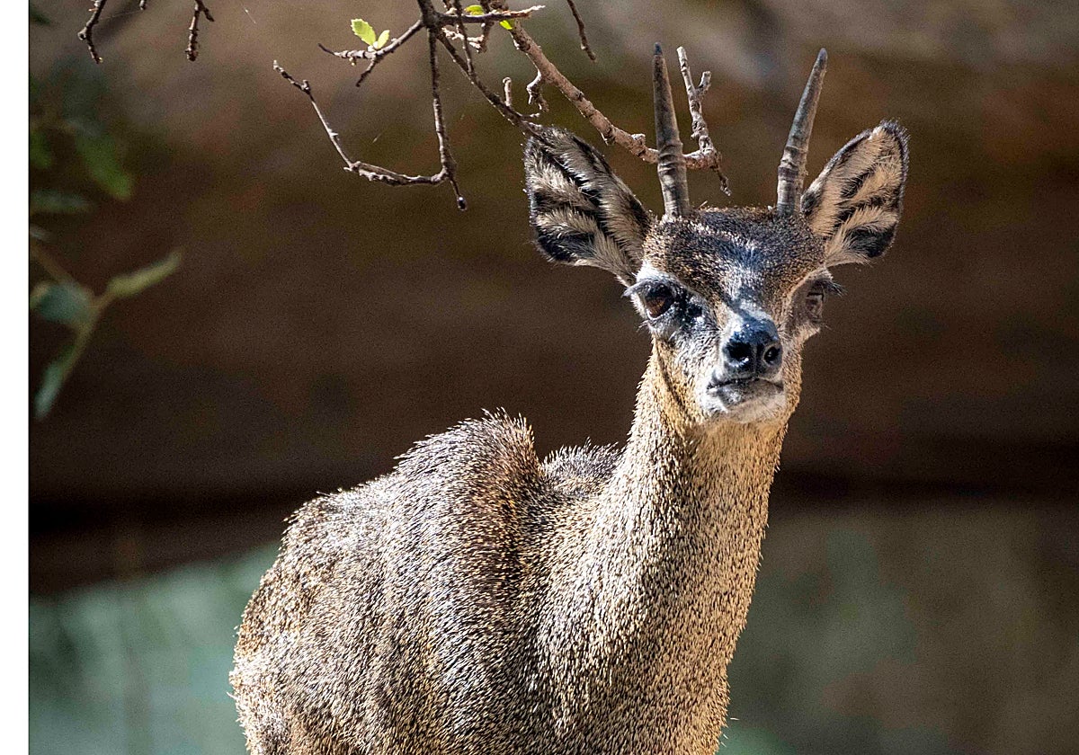 Muere a los 26 años Calypso, el único saltarrocas de Europa que vivía en Bioparc Valencia