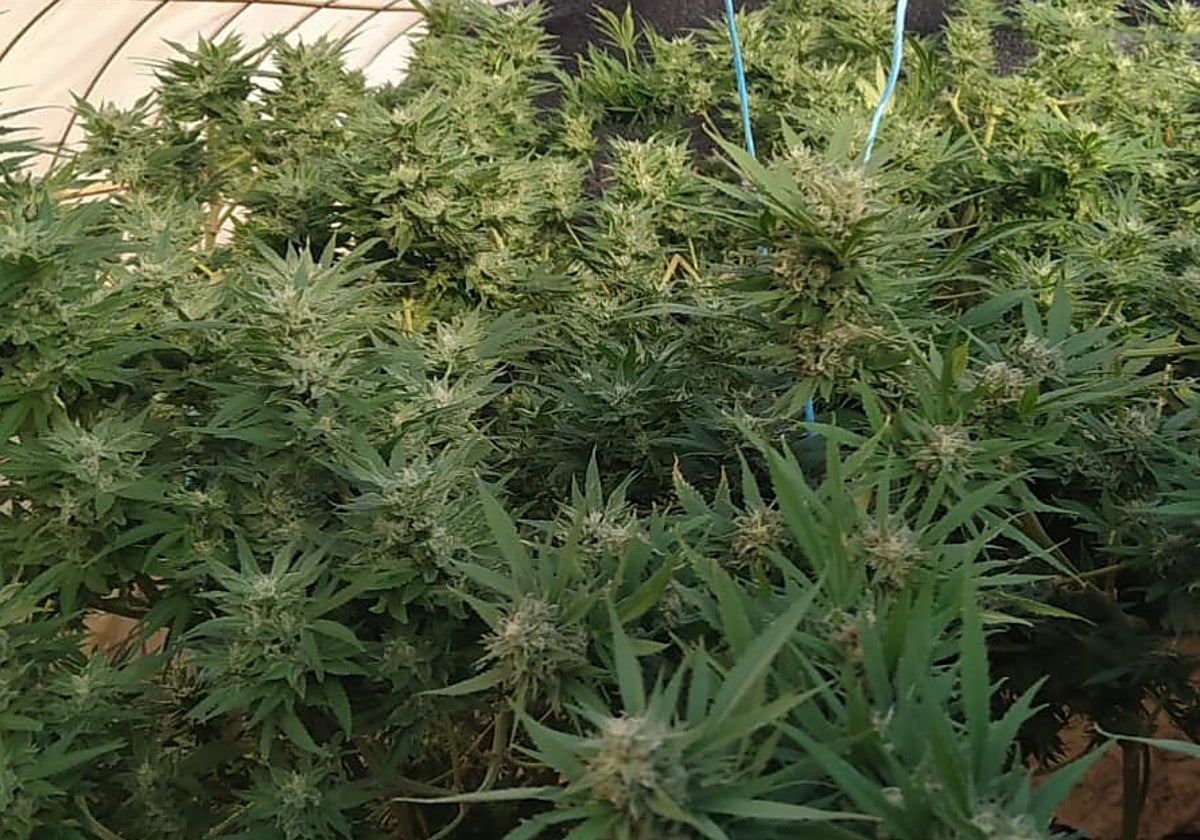 Imagen de archivo de una plantación de marihuana desmantelada por la Guardia Civil