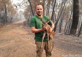 Un cervatillo trae esperanza a la sierra devastada por el fuego de Pujerra sólo seis meses después del incendio