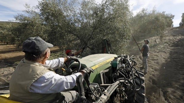 Trabajadores agrícolas durante la recogida de la aceituna en un olivar de Montilla