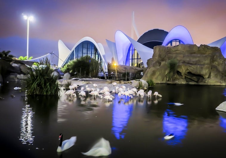 Preocupación en l'Oceanogràfic de Valencia por el impacto de los castillos de Fallas en los animales