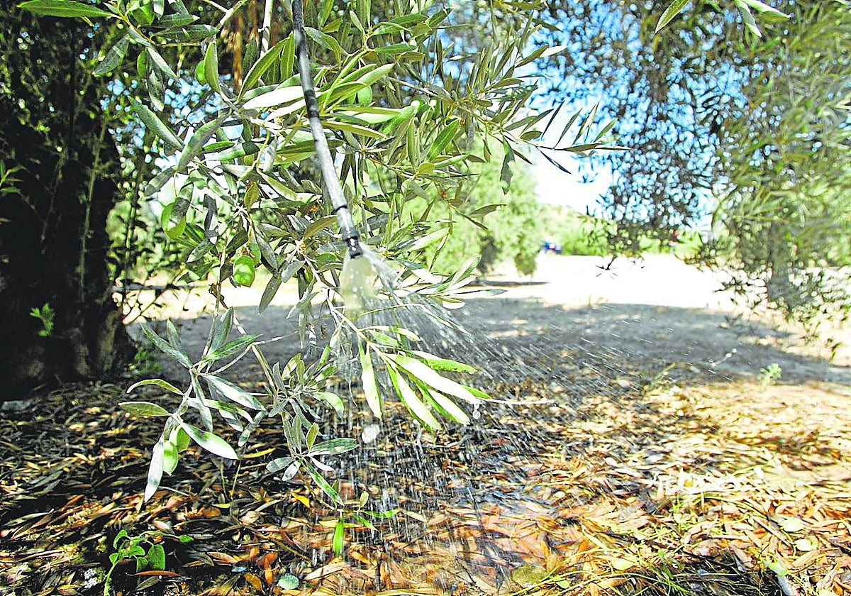 Sistema de riego por goteo en un olivar