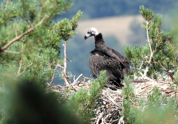 Las grandes rapaces cogen 'vuelo' con un aumento de su población