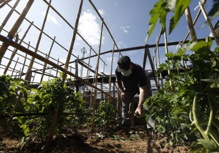 Cultivar un huerto puede salvarte la vida