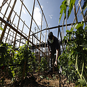 Cultivar un huerto puede salvarte la vida