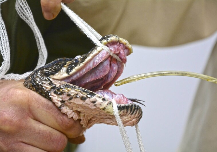 Un grupo de veterinarios cura a una serpiente pitón de 3,5 metros y 29 kilos en Benidorm