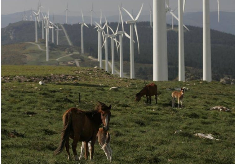 Más de la mitad de los parques eólicos que caducan el 24 de enero aún siguen sin los permisos necesarios