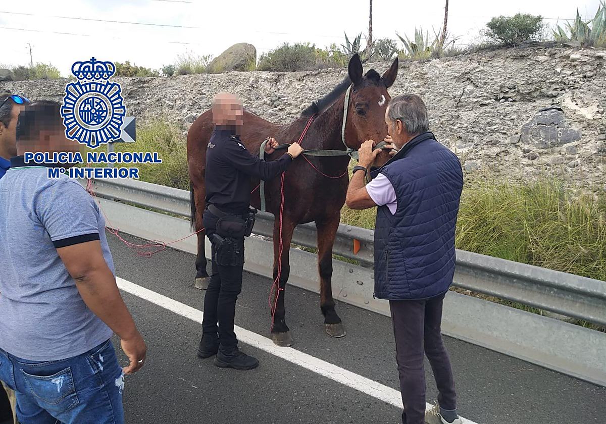 Los agentes lograron interceptar al caballo y ponerle una lazada para proteger al animal