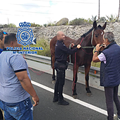 Un caballo sin jinete siembra el pánico en Gran Canaria