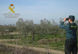 Cinco investigados por el hurto de 26.500 kilos de aceituna en fincas agrícolas de Huelva