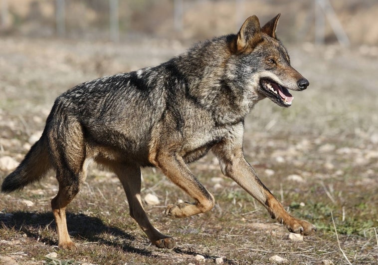 La caza furtiva de lobos ibéricos, en el punto de mira de los delitos ambientales