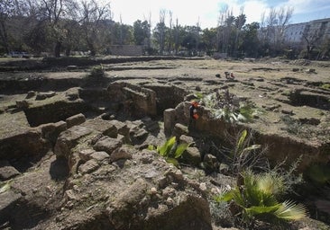 La Universidad de Córdoba limpia de vegetación el anfiteatro romano del Rectorado