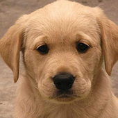 La solidaridad de un pub de Gran Canaria recauda 24.000 euros para adiestrar perros guía de la ONCE