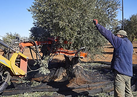 Imagen secundaria 1 - Los empleados varean los olivares de Mario Domingo, en Villarejo de Salvanés, y recogen las aceitunas en plena temporada