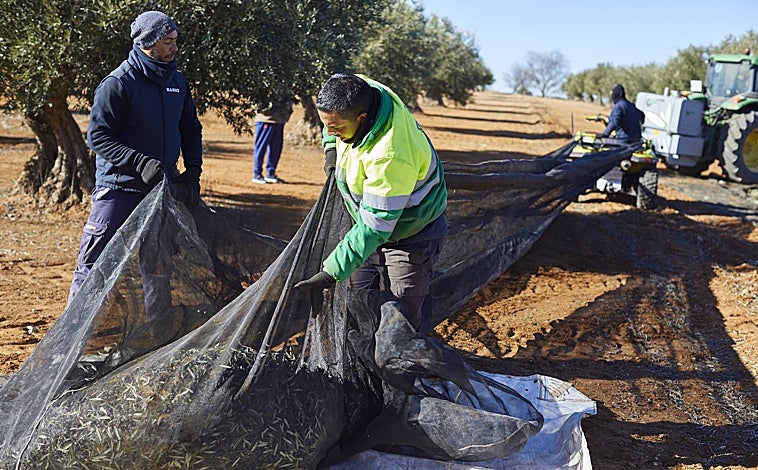 Imagen principal - Los empleados varean los olivares de Mario Domingo, en Villarejo de Salvanés, y recogen las aceitunas en plena temporada