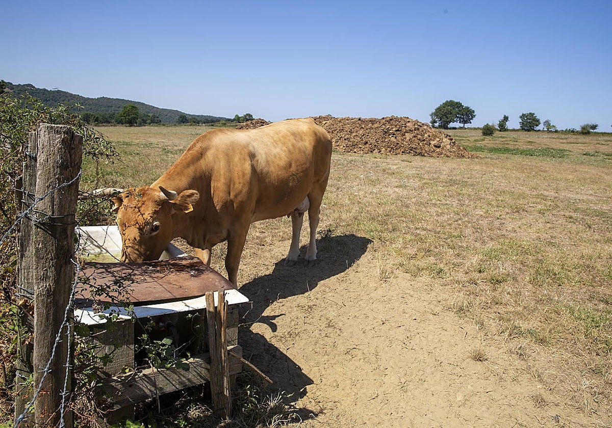 Una vaca pasta en una zona rural de la provincia de Álava