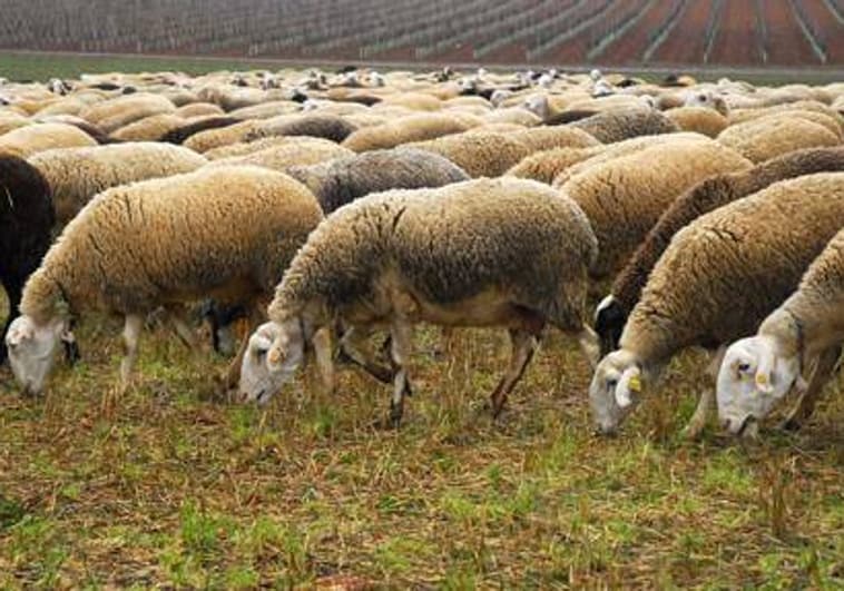 El Gobierno de Castilla-La Mancha hace una «apuesta sin precedentes» para la promoción del ovino manchego