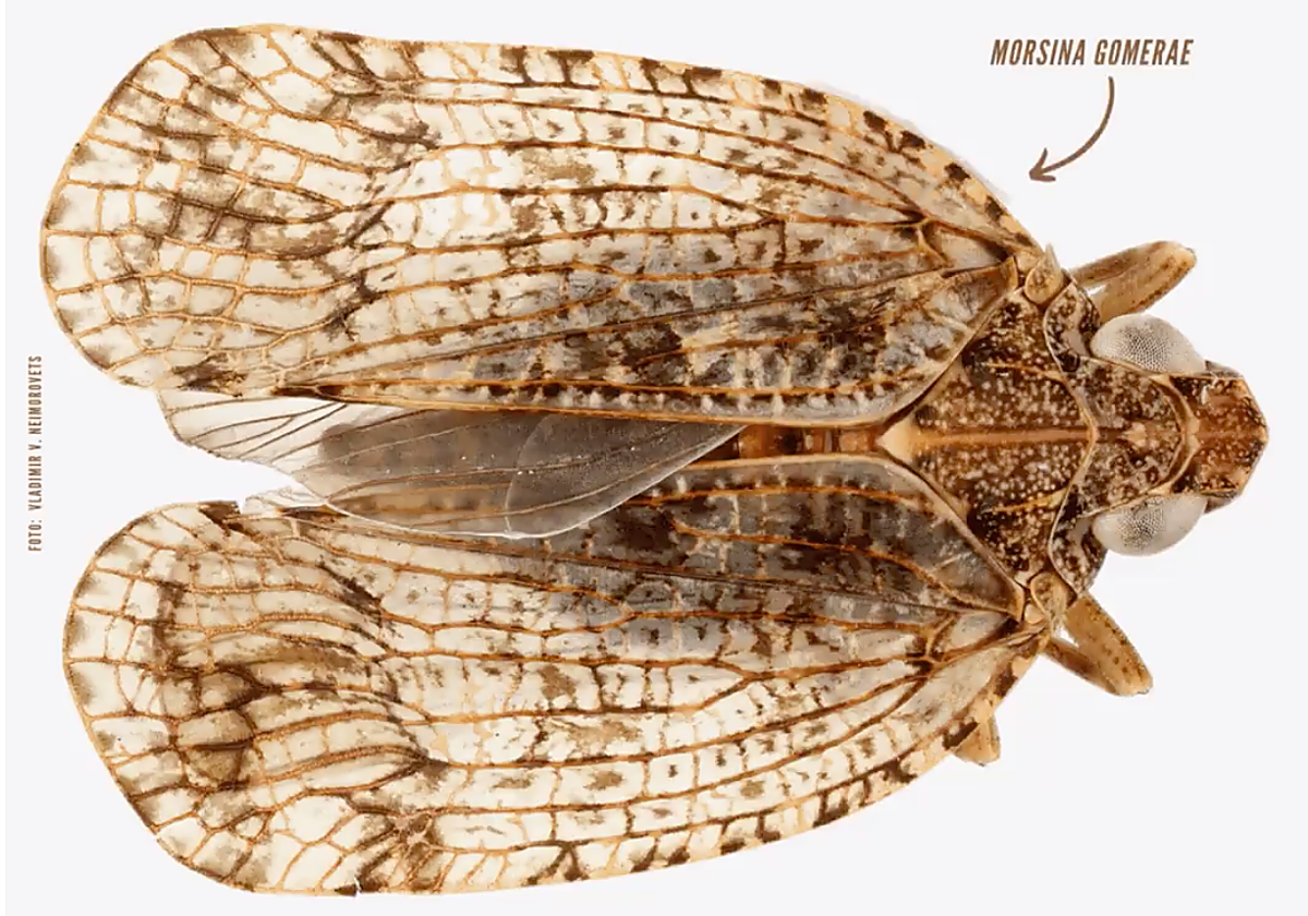 Chicharritas descubiertas en La Gomera