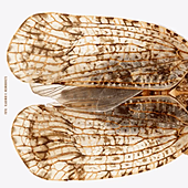 Científicos descubren un nuevo insecto endémico en La Gomera